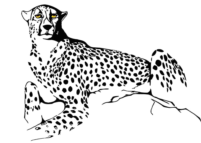 Lying cheetah