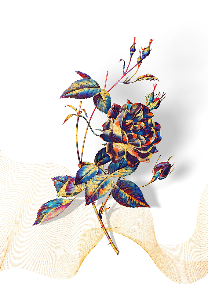 Prismatic Bengal Rose