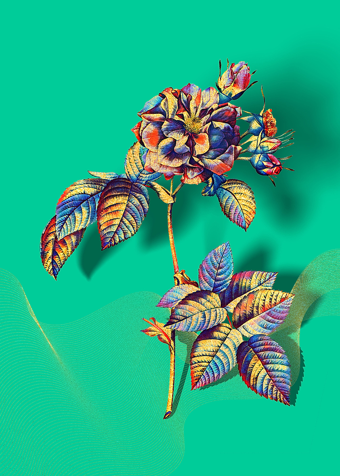 Prismatic Francfort Rose
