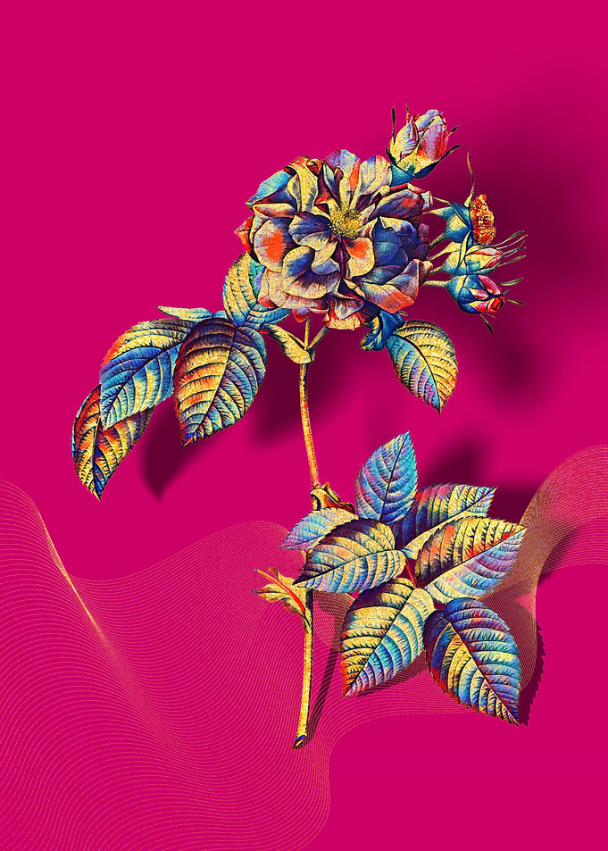 Prismatic Francfort Rose