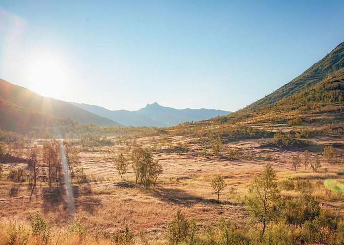 Summer Wilderness