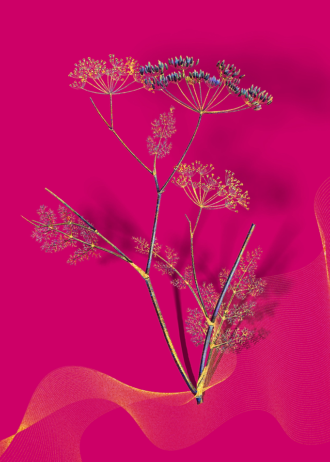 Prismatic Blooming Fennel