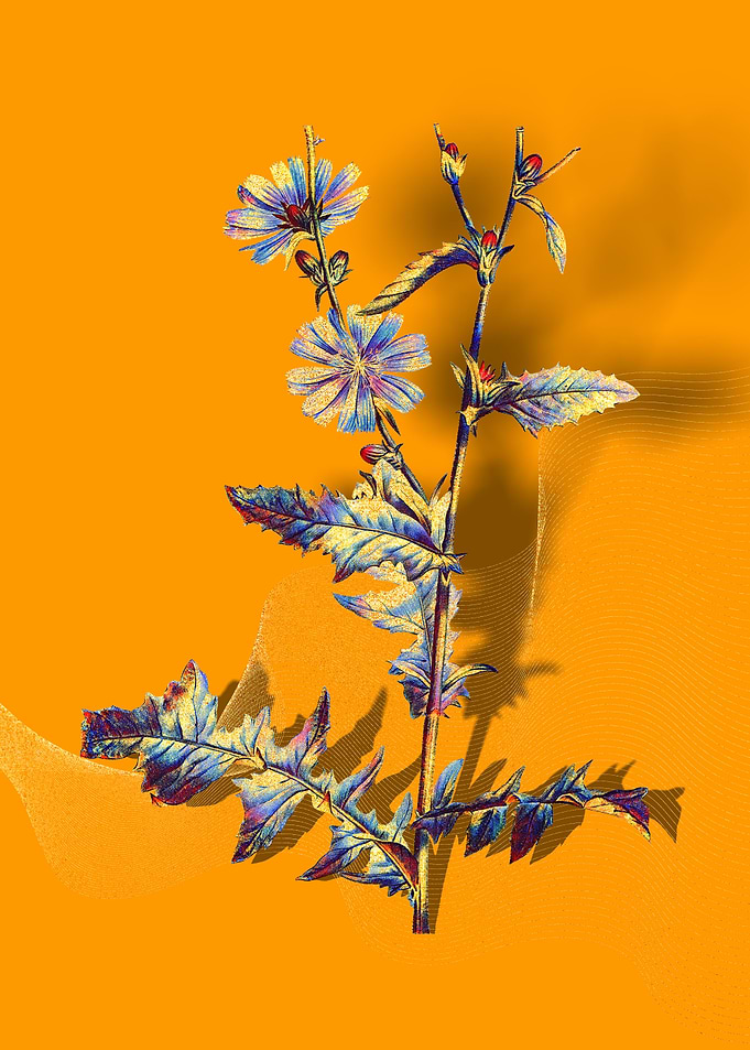 Prismatic Chicory Plant