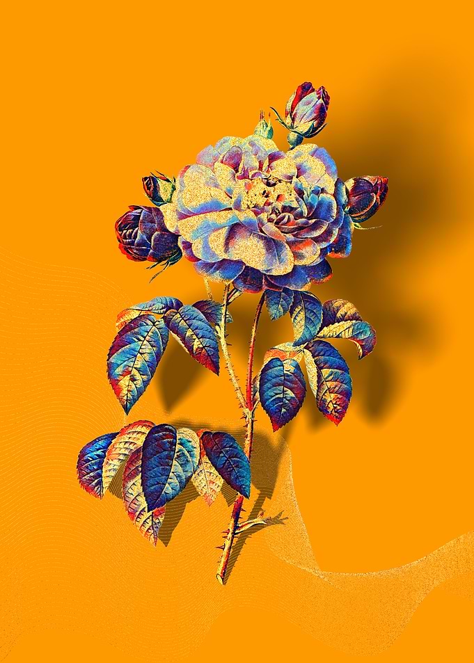 Prismatic French Rose