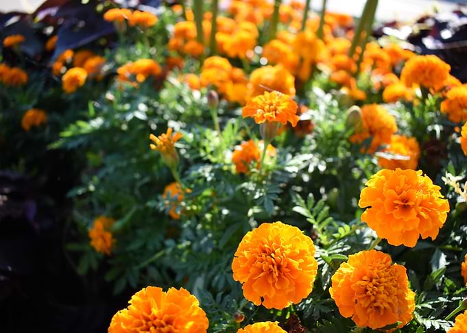 Marigold Field