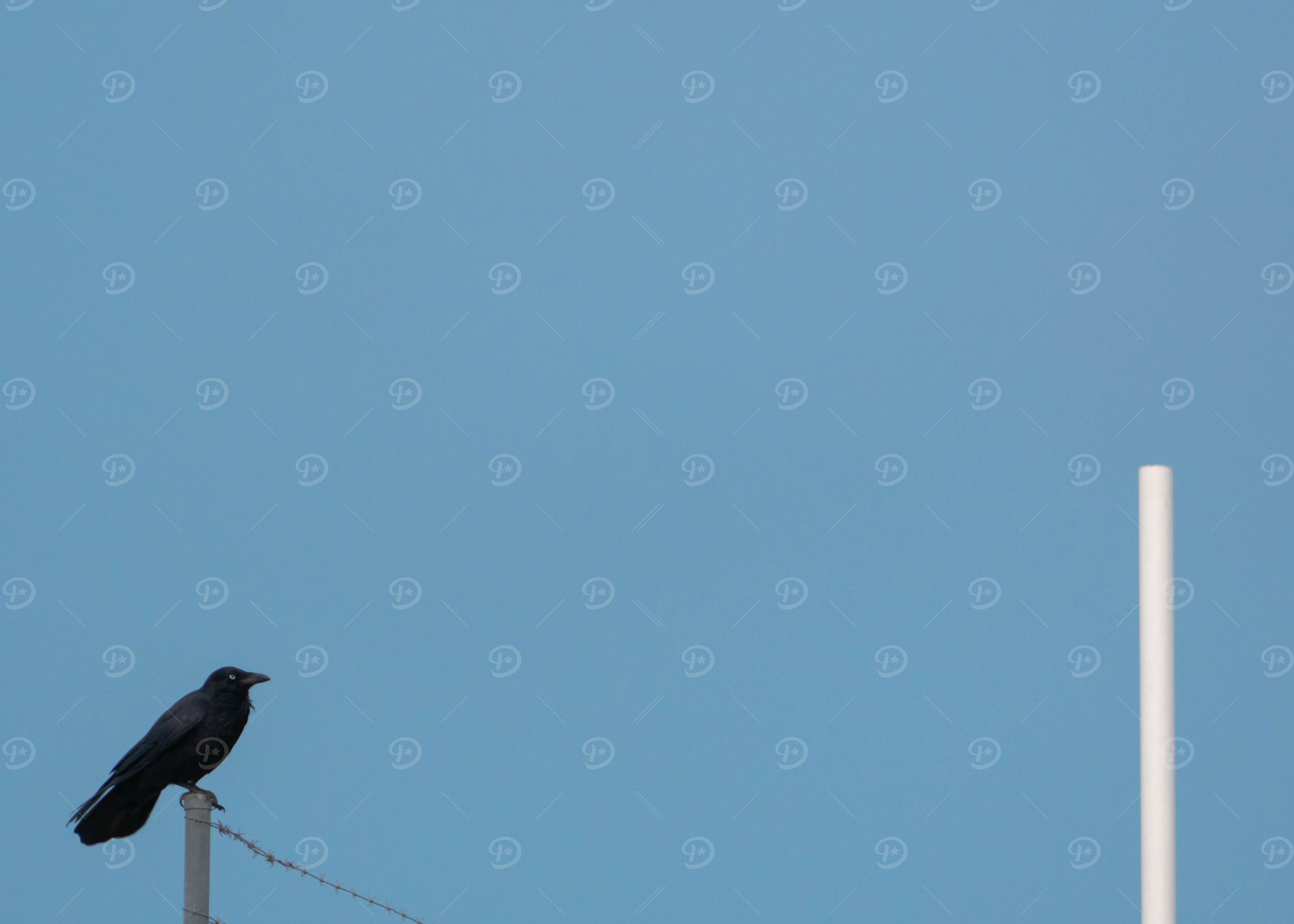 Black Bird White Pole