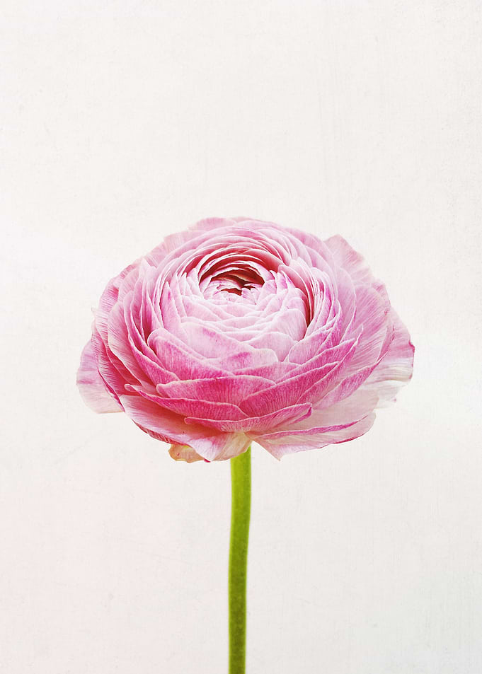 Ranunculus