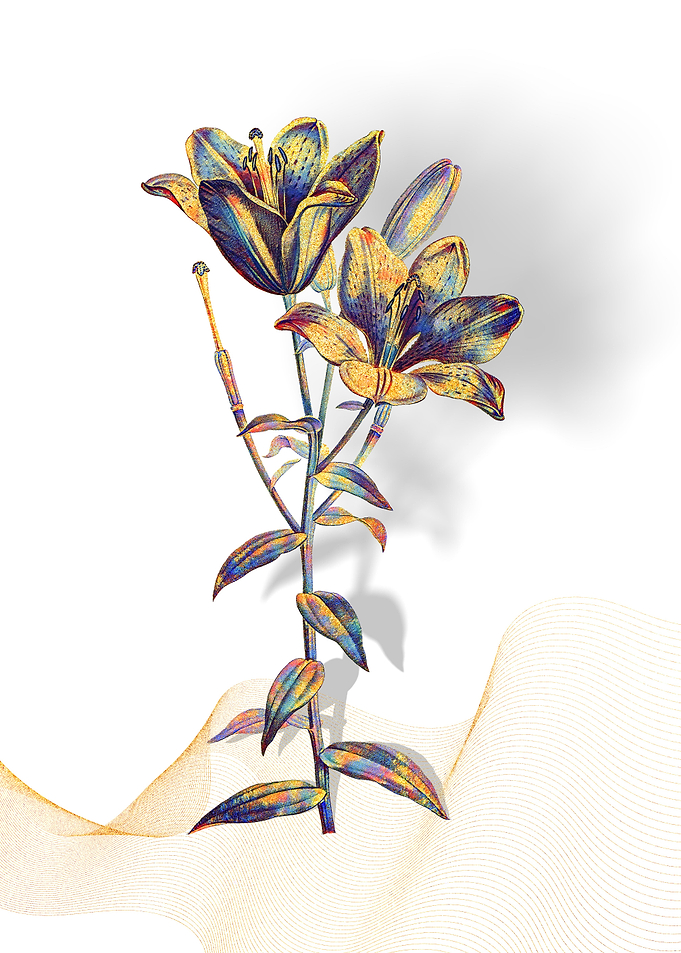 Prismatic Bulbous Lily