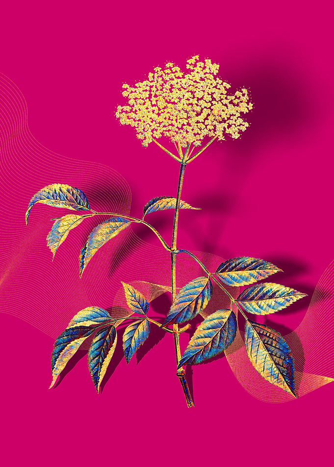 Prismatic Elderflower Tree