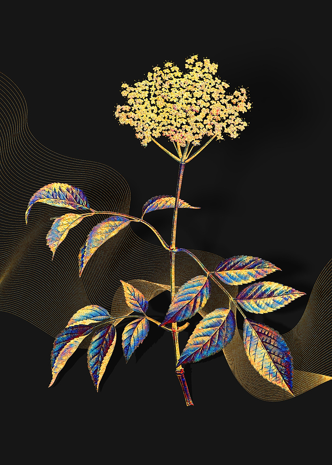 Prismatic Elderflower Tree