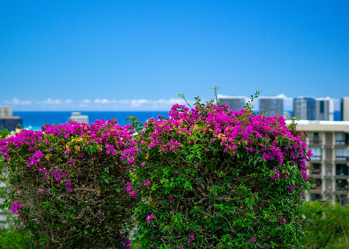 Hill top hawaii