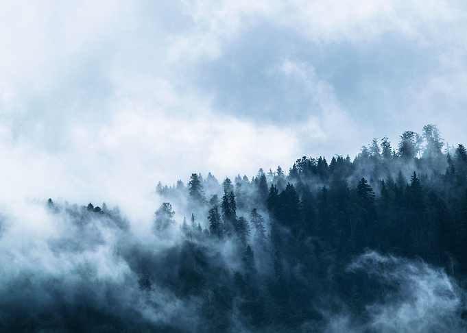 Fog over the forest