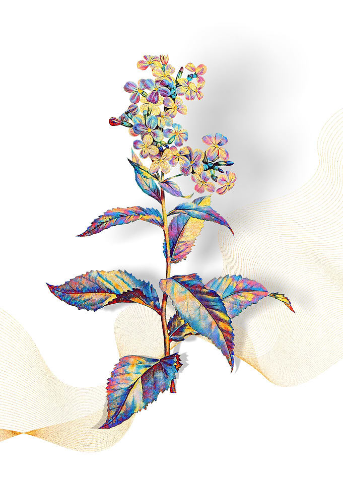 Prismatic Gillyflower