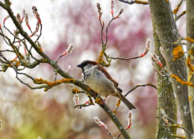 Sparrow Blossoms