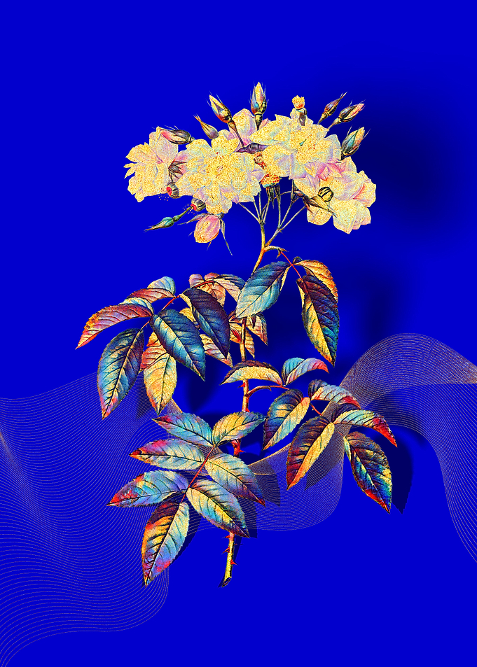 Prismatic Musk Roses