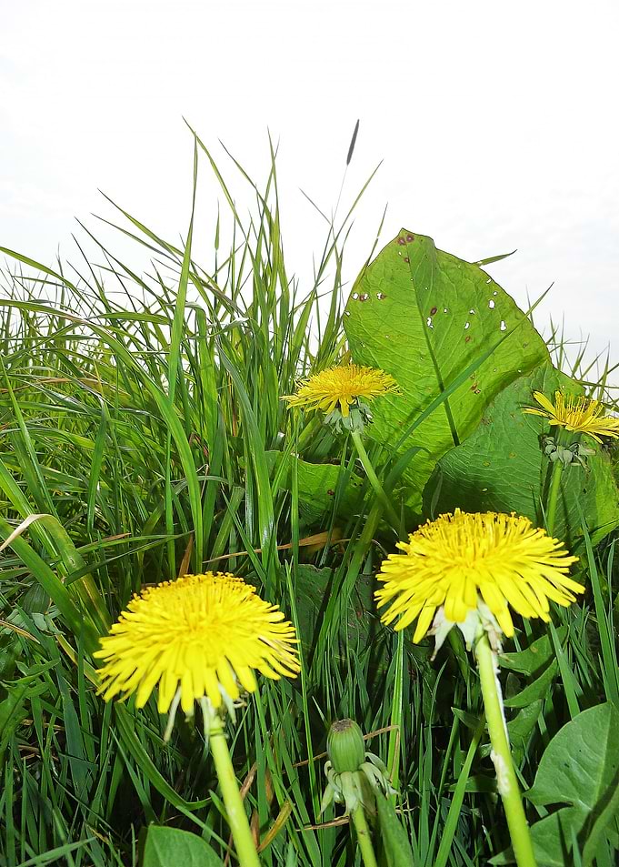 Dutch Meadow Close Up 1