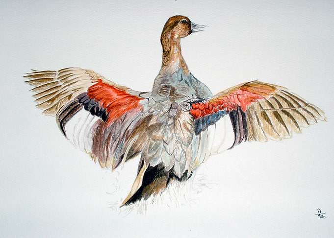 Gadwall Duck