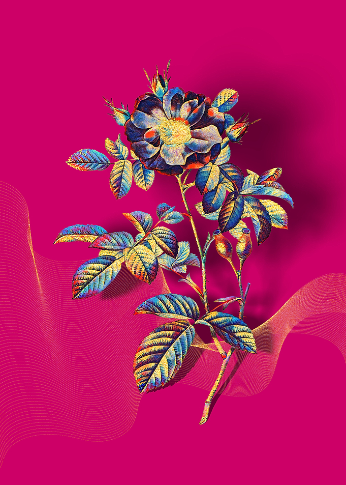 Prismatic Portland Rose
