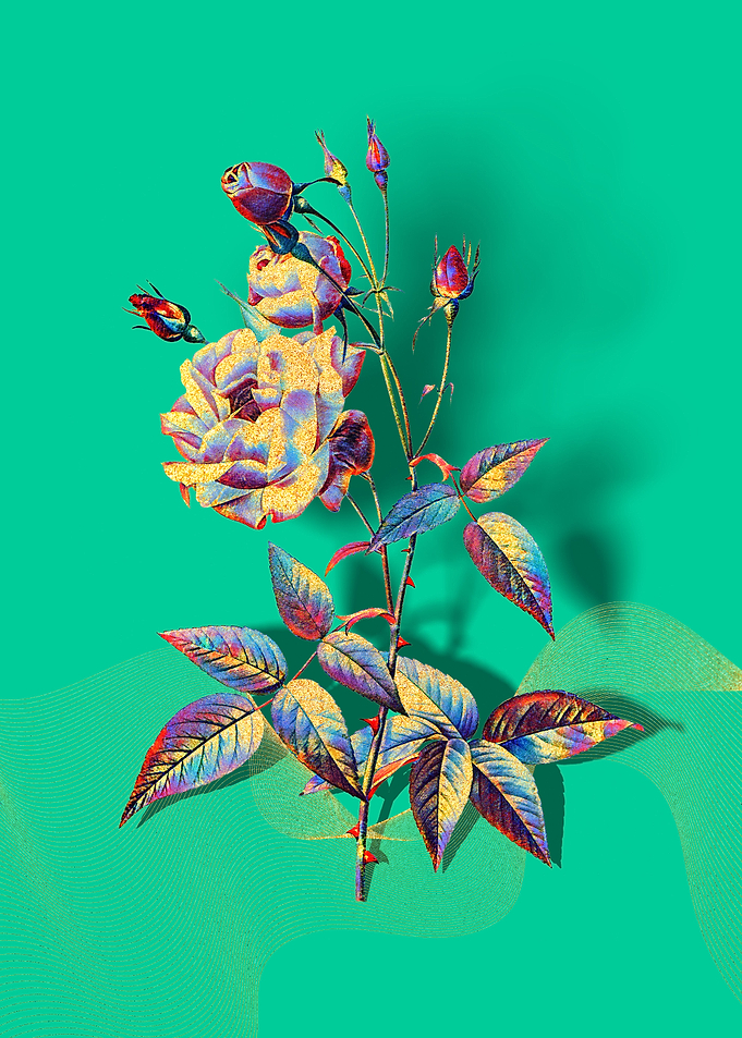Prismatic Pink Rose