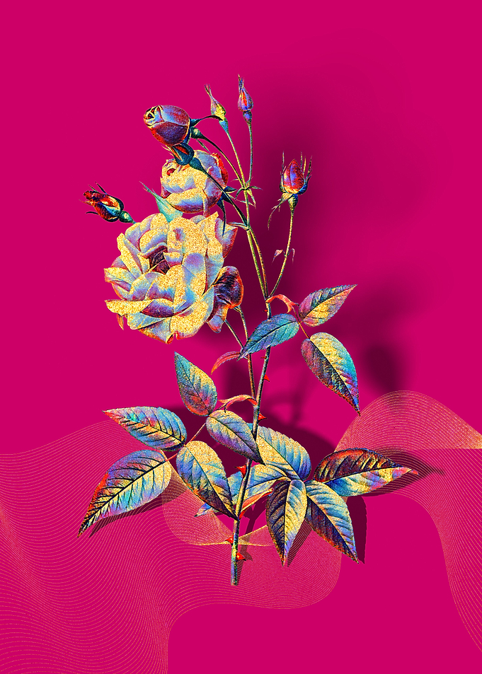 Prismatic Pink Rose