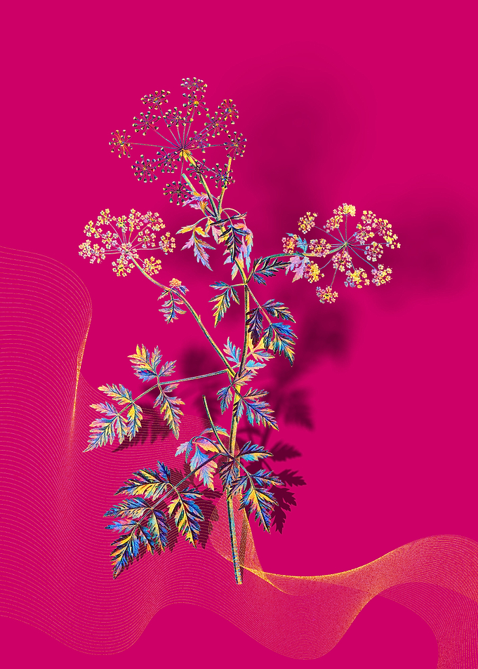 Prismatic Hemlock Flowers