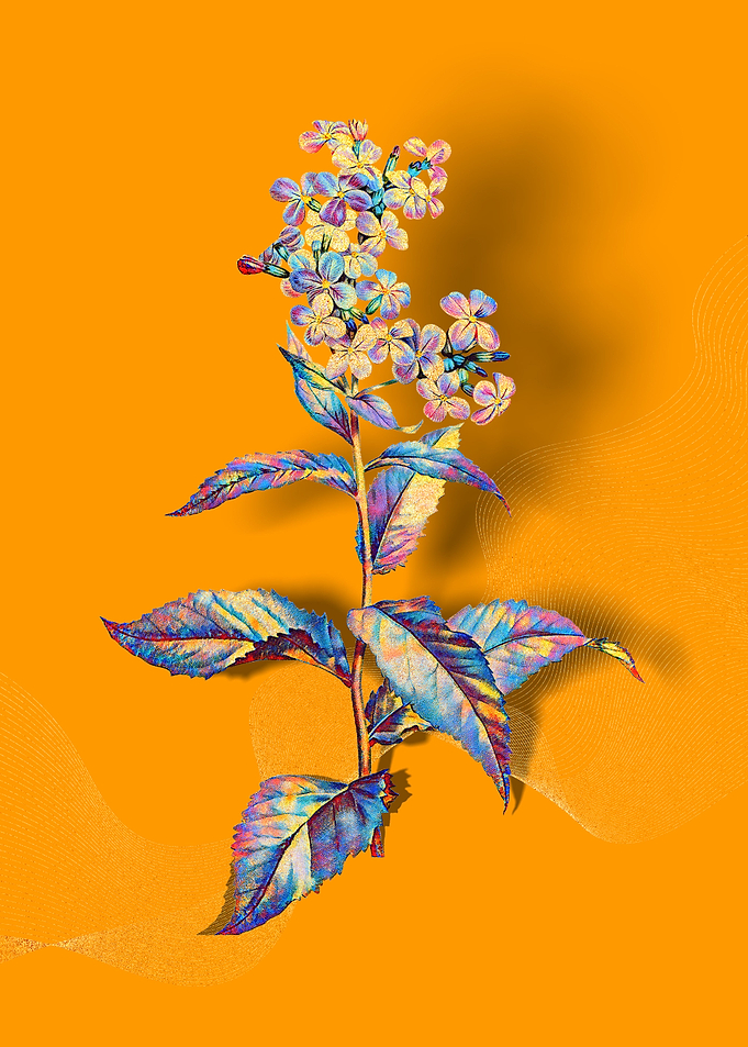 Prismatic Gillyflower