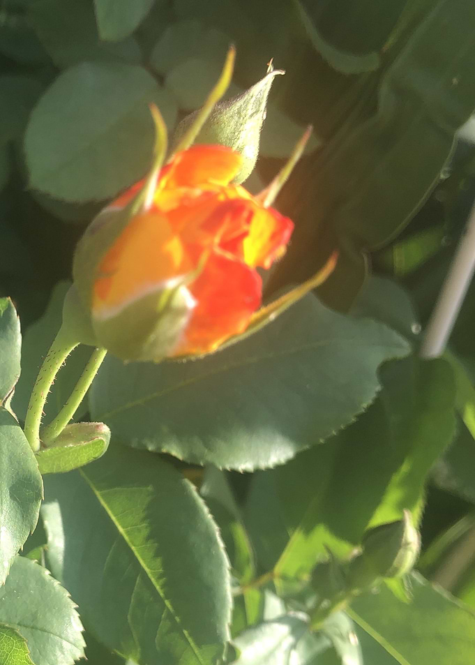 Orange Beauty