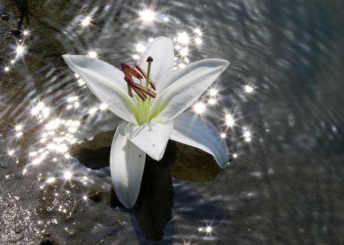 Water Lily Sparkling Pond