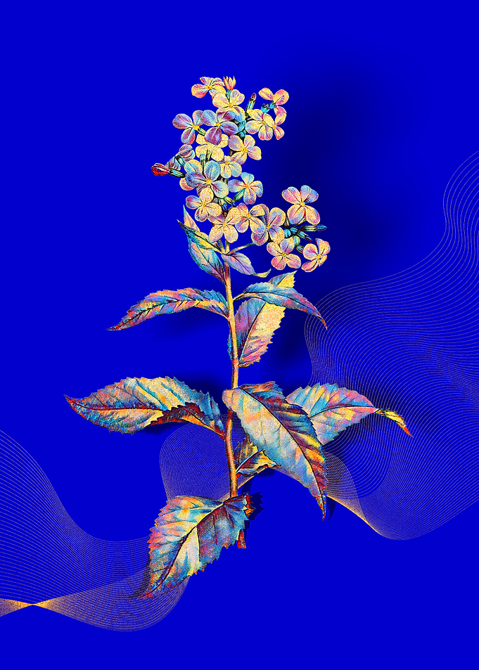 Prismatic Gillyflower