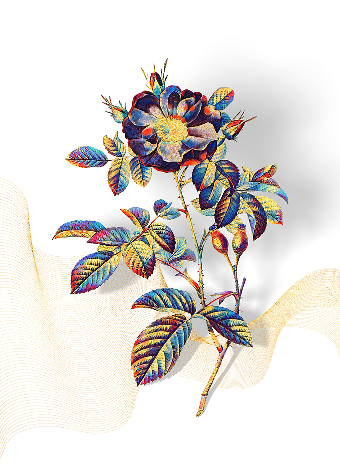 Prismatic Portland Rose