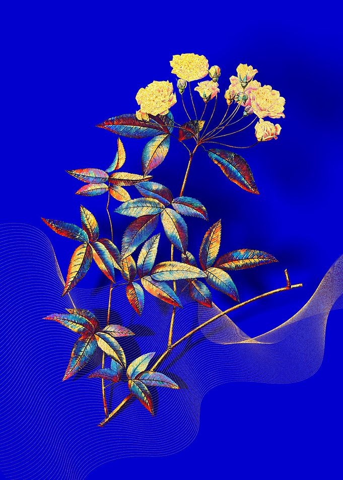 Prismatic Lady Banks Rose