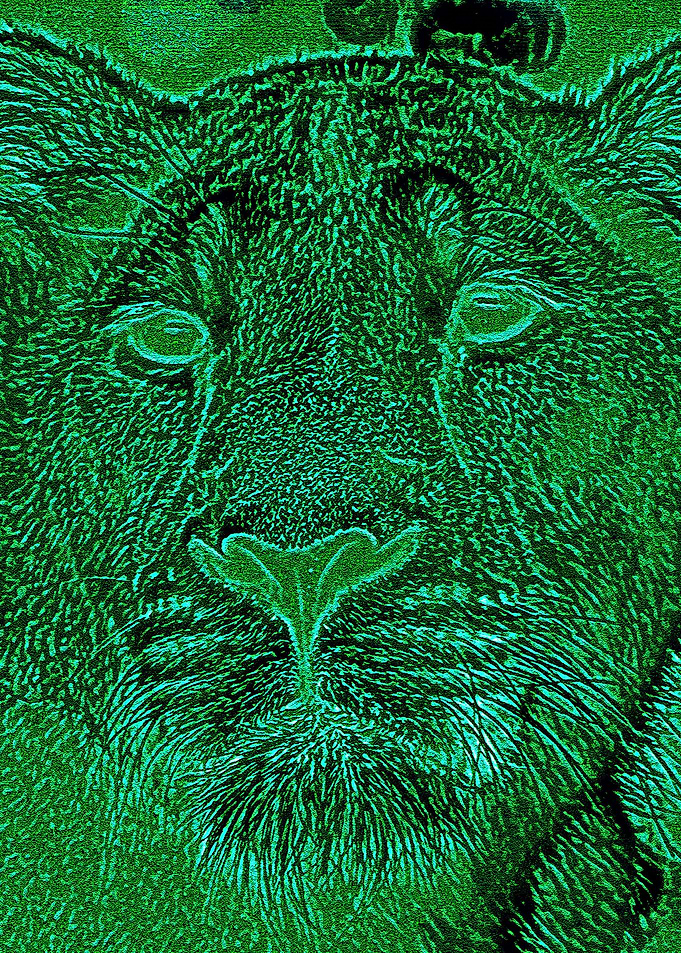 Female Lion