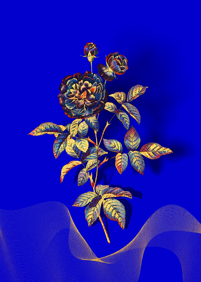 Prismatic 100 Leaved Rose