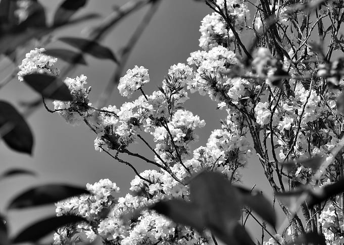 Blossoms wide BW