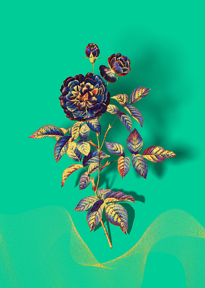 Prismatic 100 Leaved Rose