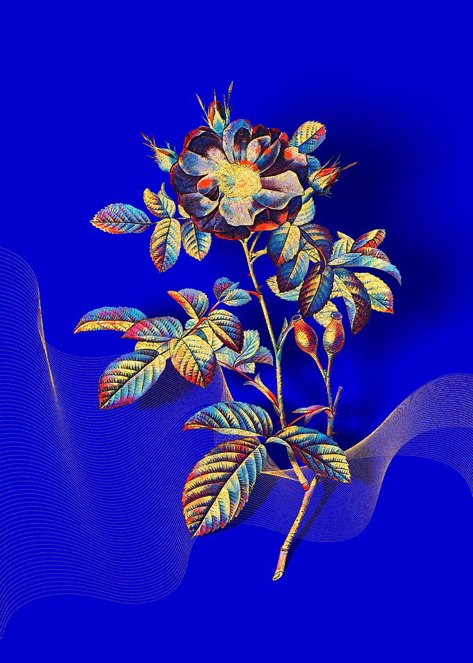 Prismatic Portland Rose