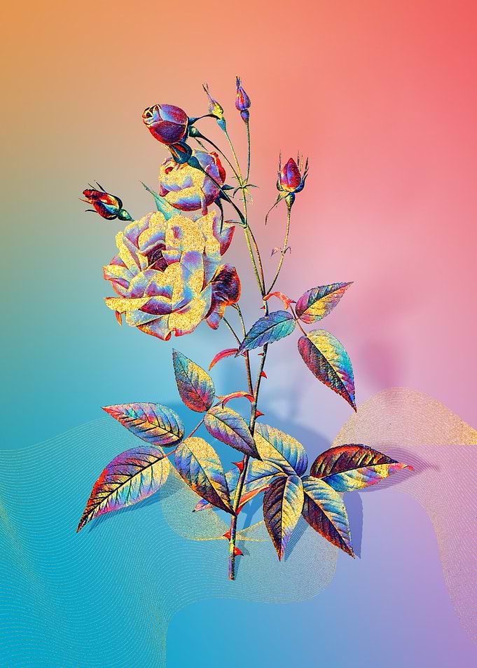 Prismatic Pink Rose
