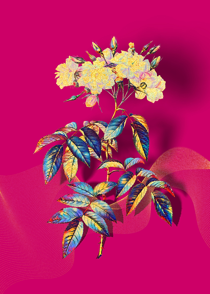 Prismatic Musk Roses