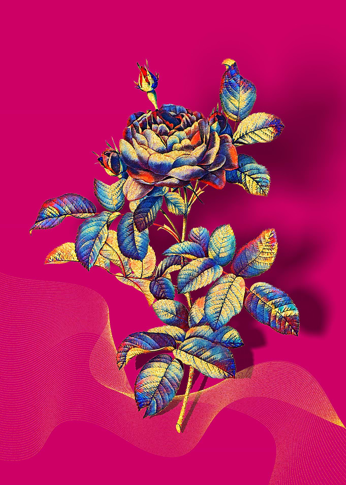 Prismatic Gallic Rose