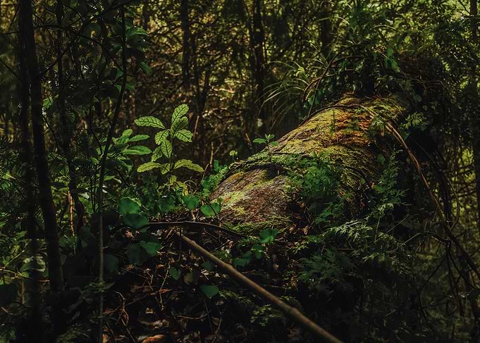 New Zealand Forest