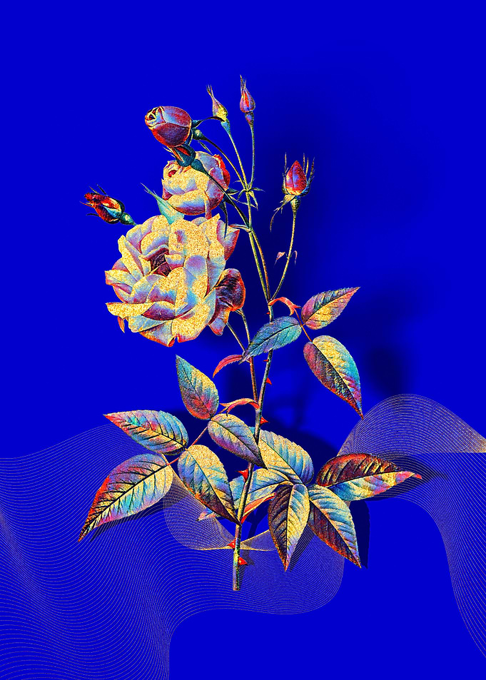 Prismatic Pink Rose