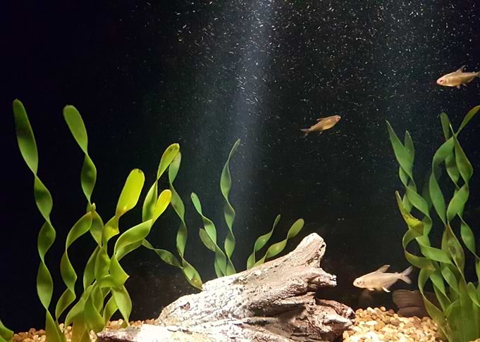 Rare light