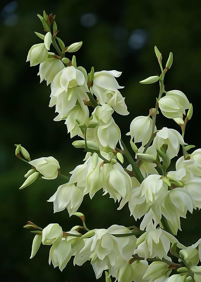Cream Yucca Plant
