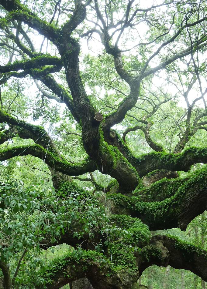 Angel Oak Tree Charleston