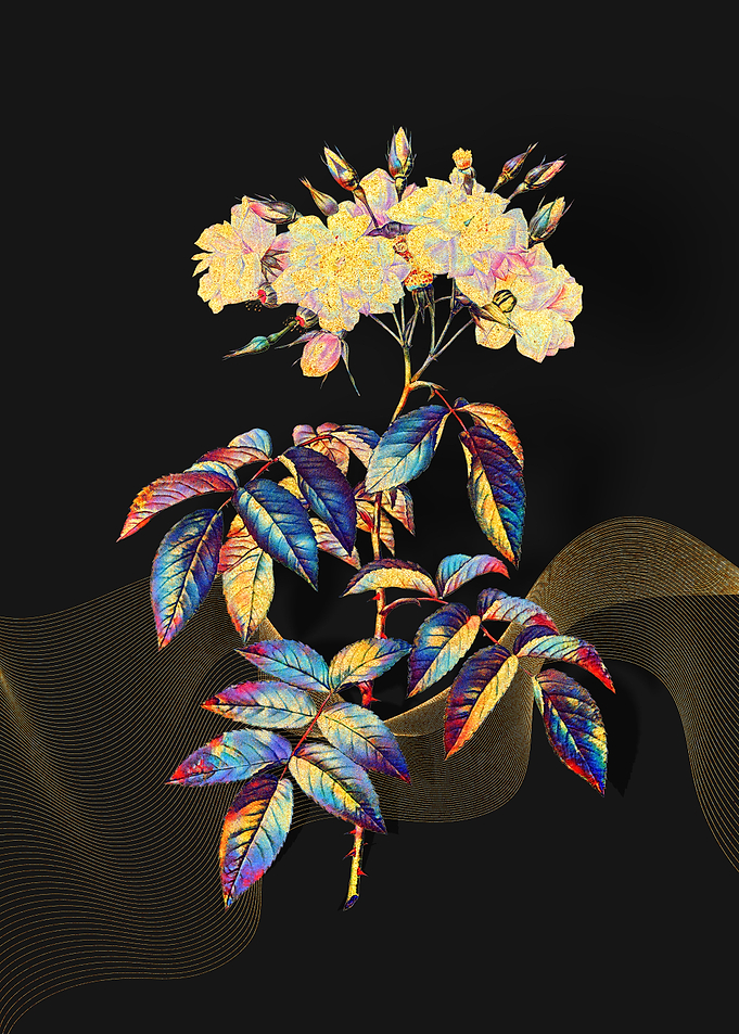 Prismatic Musk Roses