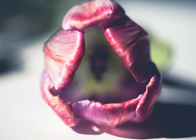 Gentle tulip