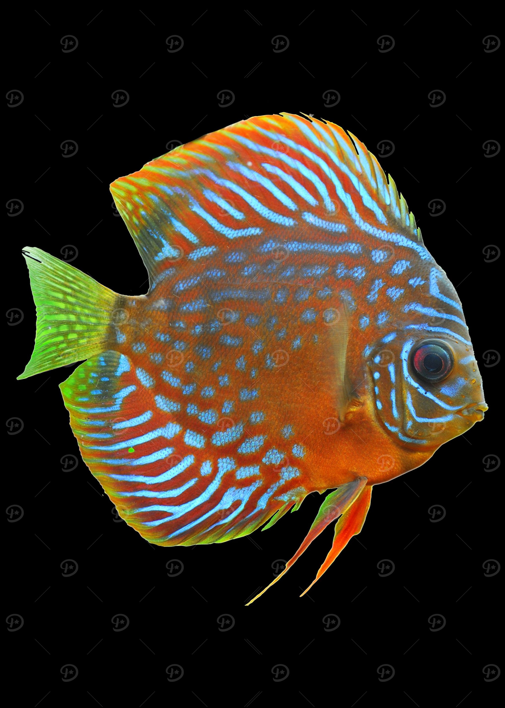 Discus Fish