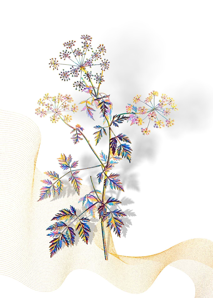 Prismatic Hemlock Flowers