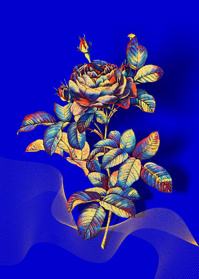 Prismatic Gallic Rose