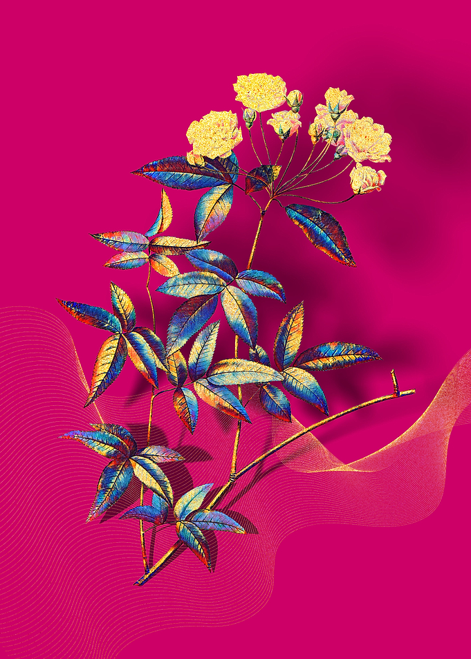 Prismatic Lady Banks Rose